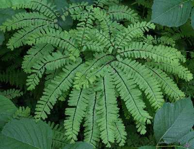 Too much sun often results in a bleaching of the attractive frond colors. Tolerates more soil dryness than some other ferns in this genus, but soils must not be allowed to dry out.