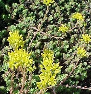 8 Stonecrop, Sedum rupestre Blue Spruce Height: under 6 inches tall, with up to 2 foot spread evergreen groundcover Plant in full sun to partial shade Blooms in summer Color: blue-gray foliage