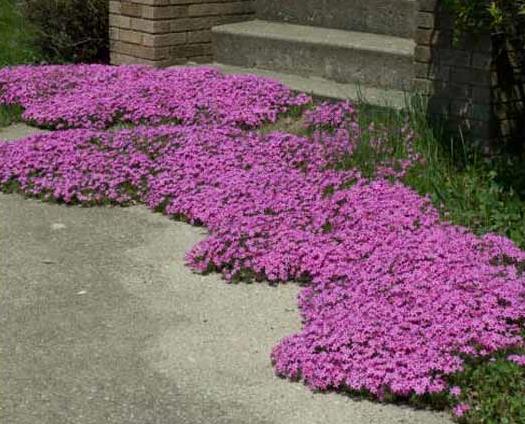 inches, with 24 inch spread evergreen perennial Plant in full to part sun Blooms in spring, March through May Color: bright magenta pink flowers form a mass over the needle-like dark green foliage