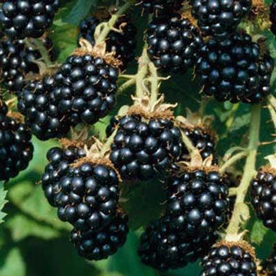EDIBLES Blackberry, Rubus fruticosus 'Triple Crown' THORNLESS Height: 4-5 foot fruiting arching canes are thornless and semi-erect Plant in full sun Large berries ripen in early August on 2 nd year