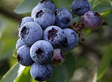 9 Blueberries, Vaccinium ashei Climax and Vaccinium ashei Titan Height: both cultivars 5-7 feet tall and 5-7 feet wide Plant in full sun in rich, moist, well-drained acid soil Berries ripen late May