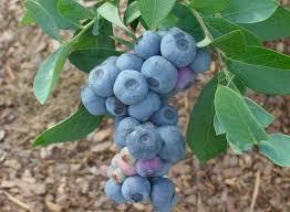the oldest, most proven varieties of rabbit eye blueberries available. It grows best in hot and humid climates and is a fast grower, providing very large clusters of medium sized berries.