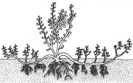 UW-Extension Master Gardener Manual: Foundations in Horticulture Trench layering This method is used primarily for woody species that are difficult to propagate by mound layering, such as currents,