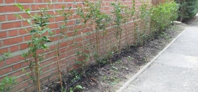 This includes fruit trees, although normal seasonal pruning does not need an application. Sometimes a suitable replacement is required within a year of felling.