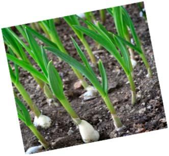 Time to Plant Garlic for an Early Summer Harvest By: Robin Mundy, Kentucky Master Gardener Fall is the perfect time to plant garlic, and should be planted 4 to 6 weeks before the first projected