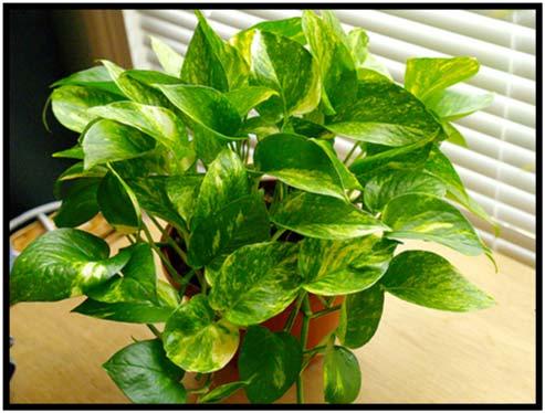Tips for Moving Houseplants Indoors By: Robin Mundy, Kentucky Master Gardener It s time to start thinking about transitioning your plants indoors.