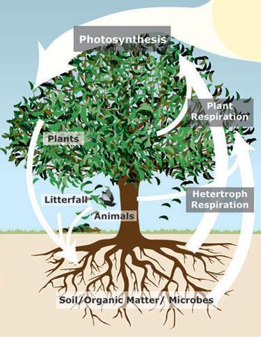 Plants Have Many Ecosystem Functions Protect soil from erosion