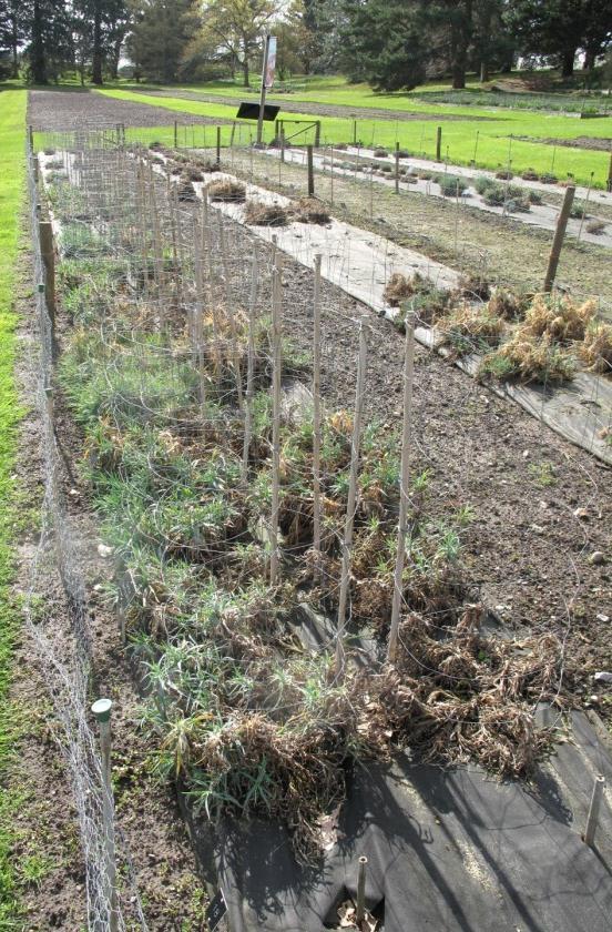 Left: Border Carnations (left hand row) on 26 th April 2012. Below: Dianthus trials on 26 th April 2012.