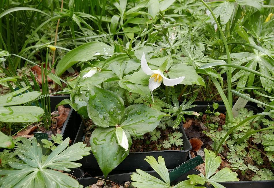 Here are the Trillium ovatum seedlings, sown in 2014, before I planted them out still growing in the original pot - they have not