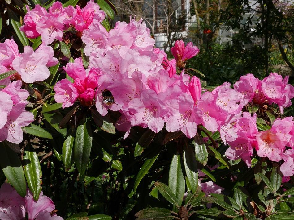 Rhododendron yakushimanum x recurvoides Next week I am going to Inverewe for