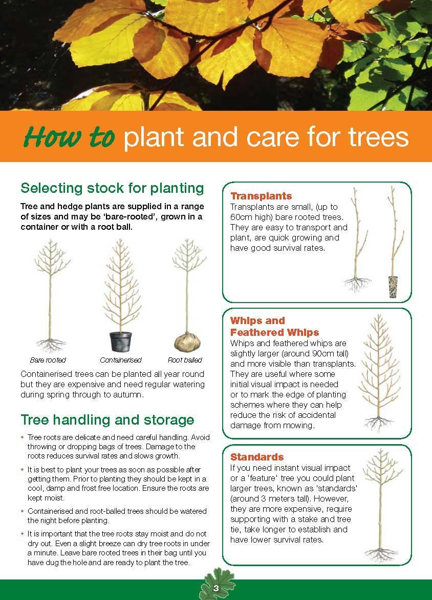 Selecting stock for planting Tree and hedge plants are supplied in a range of sizes and may be bare-rooted, grown in a container or with a root ball.