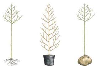 Bare rooted Containerised Root balled Containerised trees can be planted all year round but they are expensive and need regular watering during spring through to autumn.