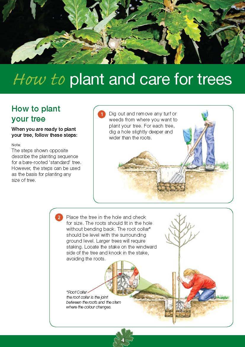 How to plant your tree When you are ready to plant your tree, follow these steps: Note: The steps shown opposite describe the planting sequence for a bare-rooted standard tree.