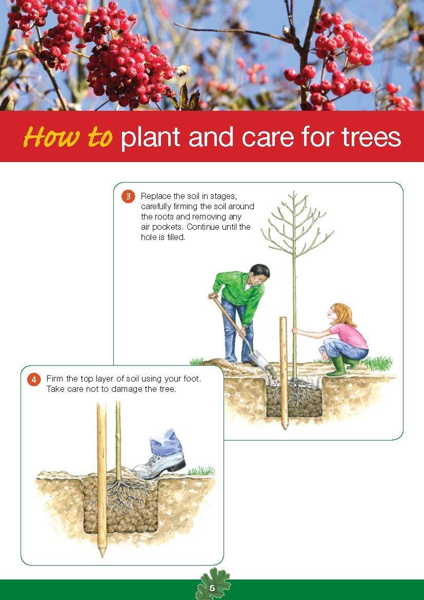 3 Replace the soil in stages, carefully firming the soil around the roots and removing any air pockets,