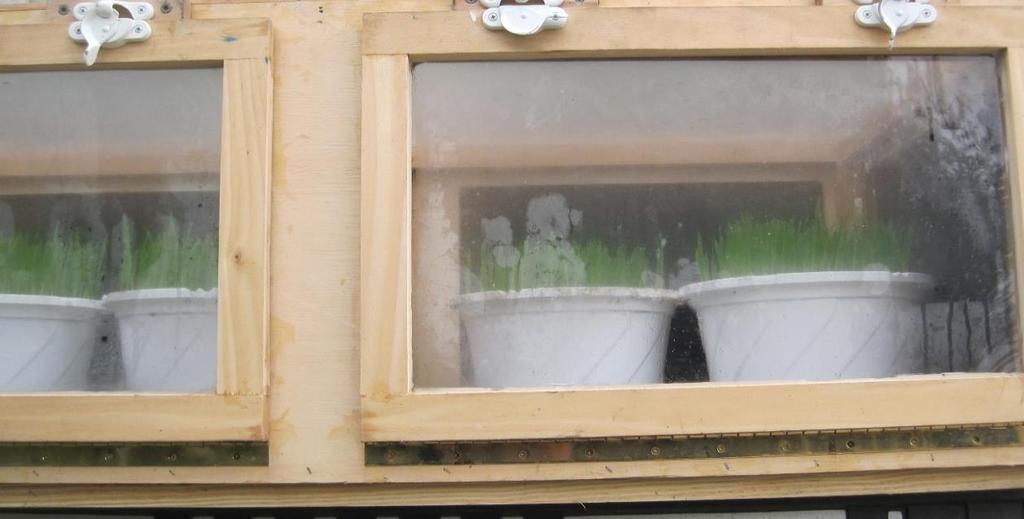 Figure 5: Homemade Aphid Banker Cage. Photo by L.