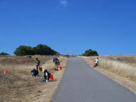 Tocolote Thistle removal by Volunteers on Ring Mountain, Spring 09