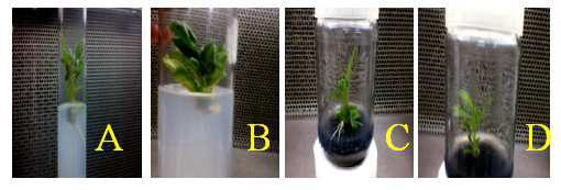 3. Root culture After 15 days, generated shoots were inoculated on MS medium containing different hormones i.e., MS-A media (1mg/L IBA), MS-B media (0.