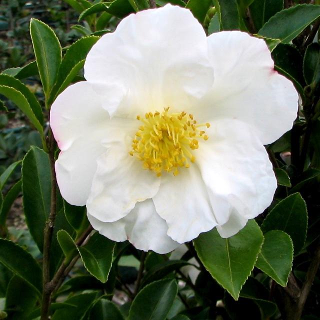 Camellia sasanqua 'Paradise Pearl' -