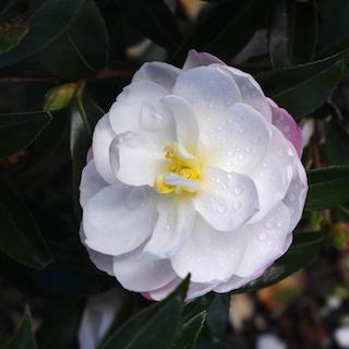 white with pretty pink buds Camellia