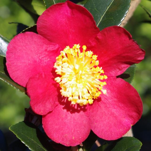 standout red flowers Citrus 'Tahitian Lime' -