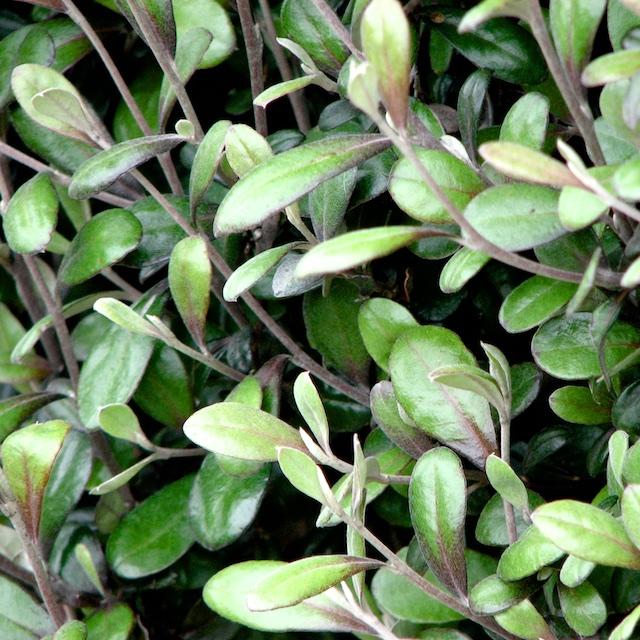 Corokia x  with olive-like foliage;