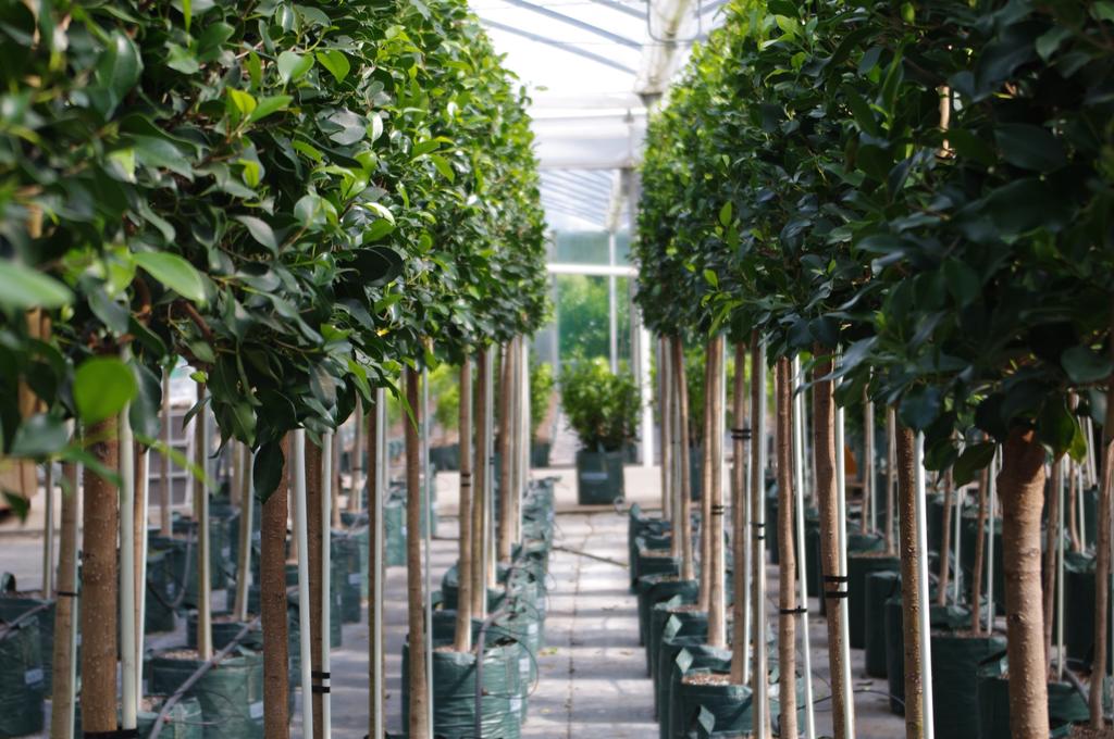 Pleached Ficus tuffi instant hedges in one metre lengths from our Living Screen Range