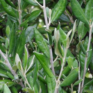 or part shade Corokia macrocarpa - large leafed corokia, ideal in sunny, dry