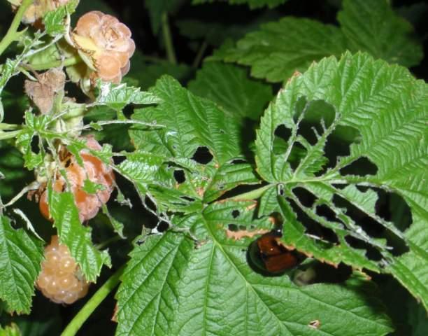 Raspberry Insect Pests Japanese