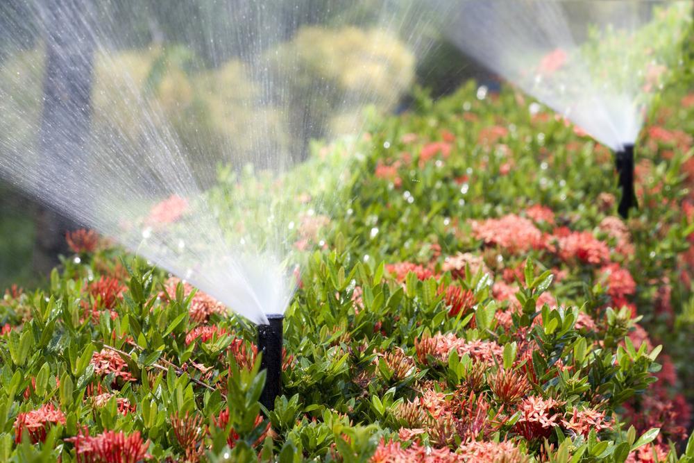 Drip irrigation: Drip irrigation is an eco-friendly option, minimizing wasted water by delivering it directly to plants' root zones, right where they need it.