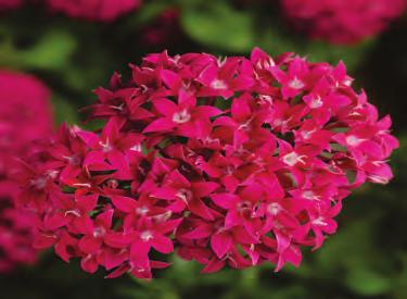 produces larger flowers and umbels,