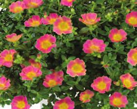 This low growing plant performs well in sunny, well-drained spots