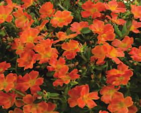 Pazazz purslane also flower longer during the day compared to