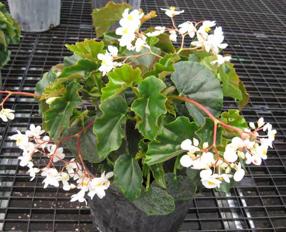 BIG Series Begonia x benariensis (Available Jan-May & Aug-Dec) Large 2-3" flowers are held above the leaves for maximum show and can reach