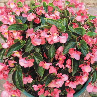 Dragon Wing Begonias Begonia X hybrida (Available Jan-May & Aug-Dec) Dragon Wing delivers excellent garden performance across a wide range
