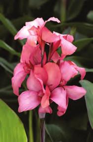 Canna Cannova Series Canna x generalis Cannova Series Cannas are dwarf from seed and