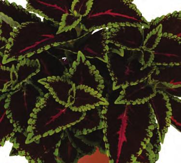 Solenostemon scutellarioides These vegetative sterile coleus are as durable as it gets