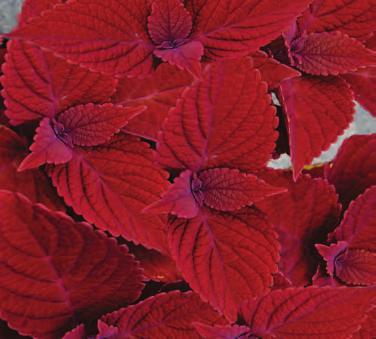 leaves with red to purple markings and is a proven performer.