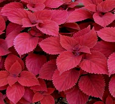 Red Head Grows 16-36 tall & 16-36 wide Displays bright red leaves that are the