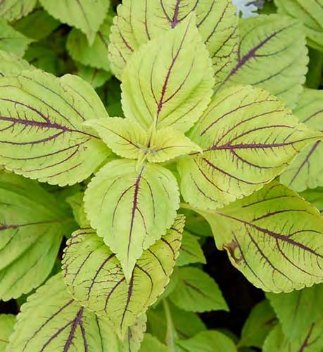 Rustic Orange Grows 16-24 tall & 16-20 wide This coleus has serrated leaves of