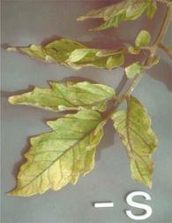 Sulfur (S) Element Contribution Source Sulfur deficiency shows when veins of leaves become pale; available in ph range of 6.5-7.