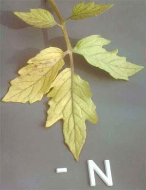 Nitrogen (N) Element Contribution Source Nitrogen deficiency shows in older foliage, light green to yellow color of leaf, yellow veins; Nitrogen leaches EASILY from soil with too much rain; mostly