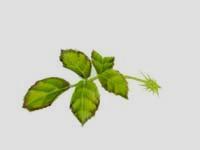 Potassium (K) Element Contribution Source Potassium deficiency usually is seen in older foliage. Leaf margins are brown, weak stems and many blind shoots.
