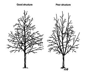Trees that grow to be large are more structurally sound and cost effective to maintain when trained with a central dominant leader that extends 30 feet or more into the crown (Figure 15, left).