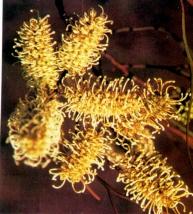 In search of G. aspera in Western Australia (continued) Grevillea berryana Close-up of conflorescences (K.Atkins) The Grevillea Book Vol Two unusual acacias were also found A. spondylocarpa and A.