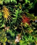 So too in the genus Grevillea there are numerous beautiful Grevilleas who have been neglected, overlooked or simply are unknown to the nursery industry.