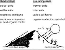 Figure 5: The north-facing slope on the left receives less exposure to sunlight throughout the year and maintains a moister and cooler microclimate than the south-facing slope on the