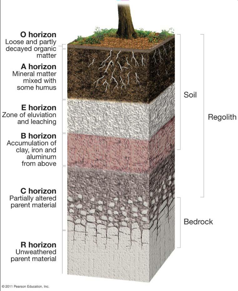 Figure 7: A simplified soil profile showing the designations used in Canada, thus L, F, and H, A, B and C horizons.