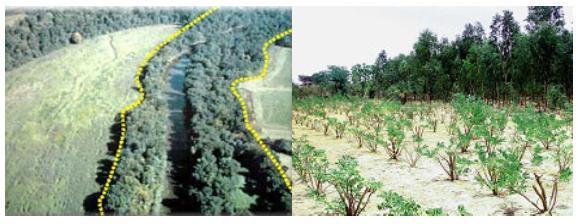 Figure 36: a) Conservation buffer, b) Agroforestry (Wikimedia, 2007; Village Agroforestry, 2006) 9.1.5 Sediment control Sediment control is important in areas that are prone to water and wind erosion.