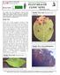Smoke Tree rust urediaspores- Pileolaria cotini-coggygriae. Smoke Tree rust- Pileolaria cotinicoggygriae