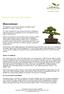 Bonsai Tree Care Information